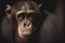 Thoughtful thinking Chimp ape primate portrait not monkey chimpanzee