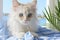 Thoughtful white cat sitting by the window, gazing out with contemplative expression