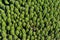 Thousand cacti background texture pattern