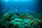 Thousand fish below boat bunaken sulawesi indonesia underwater