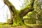 Thousand year old Linden tree