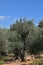 Thousand-year olive