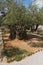 Thousand-year olive trees