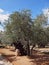 Thousand-year olive trees in garden
