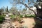 Thousand-year olive trees in Garden of Gethsemane, Israel