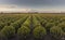 Thousands of buxus bulbs are grown at the tree nursery