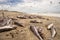 Thousands of dead fish washed up on beach