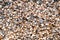 Thousands of empty clam shells, full shell background to use as wallpaper