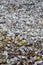 Thousands of empty shells of eaten oysters discarded on sea floor in Cancale, famous for oyster farms.  Brittany