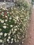 Thousands of Erigeron karvinskianus Mexican fleablane small daisy flowers along a wall on a brick path