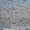 Thousands of flying marine birds in square composition