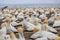 Thousands of Gannets at Cape Kidnappers, Nesting site
