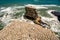 Thousands of gannets nesting on the rock stacks at Muriwai beach