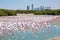 Thousands of Greater Flamingos Phoenicopterus roseus at Ras Al Khor Wildlife Sanctuary in Dubai