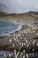 Thousands of King Penguins fleeing from glacier winds