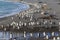 Thousands of King Penguins march to safety