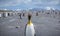 Thousands of king penguins reside on Salisbury Plain