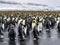 Thousands of King Penguins run from Kabaltic winds in Andrews South