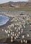 Thousands of King Penguins run from sandstorm
