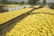 Thousands of lemons filling a truck