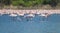 Thousands of lesser Pink migratory Flamingos standing in shallow water at wetlands of Navi Mumbai