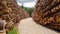 Thousands of logs stacked after the storm that destroyed the woods. Pile of wooden logs, big trunks of tall trees cut and stacked