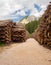 Thousands of logs stacked after the storm that destroyed the woods. Pile of wooden logs, big trunks of tall trees cut and stacked