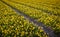 Thousands of miniature daffodils growing in Netherlands fields