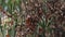 Thousands of Monarch butterflies gather on an Eucalyptus tree