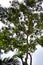 Thousands of pemba flying fox, one of the worldâ€™s largest fruit bats taking shelter on nilgiri tree on daytime.