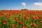 thousands of red poppies standing on a meadow, the sun is shining and there are white clouds in the blue sky