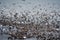 Thousands of  seagull flocking together on the sea.