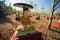Thousands of seated Buddha images under Bodhi trees, Monywa, Myanmar
