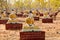 Thousands of seated Buddha images under Bodhi trees, Monywa, Myanmar