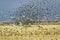 Thousands of snow geese, black birds and Sandhill cranes fly over cornfield at the Bosque del Apache National Wildlife Refuge