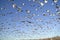 Thousands of snow geese fly against blue sky over the Bosque del Apache National Wildlife Refuge, near San Antonio and Socorro, Ne