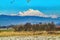 Thousands Snow Geese Flying Mount Baker Skagit Valley Washington