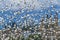 Thousands Snow Geese Flying Skagit Valley Washington