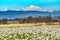 Thousands Snow Geese Mount Baker Skagit Valley Washington