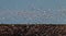 Thousands of snow geese rise over Bosque del Apache