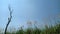 Thousands of sugarcane and one dead tree trunk against the blue sky during the day