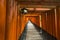 Thousands of torii gates, Fushimi Inari Shrine, Kyoto, Japan