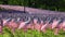 Thousands of US flags planted in Boston Common, to commemorate fallen soldiers in wars, during Memorial Day weekend