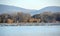 Thousands of wild geese overwinter on the lake