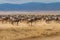 Thousands of wildebeests