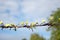 Thousands of yellow flowers on old rusty barbed wire.