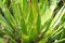 Thread Agave, Agave filifera,, also commonly known as Thread-leaf Agave or Hairy Agave