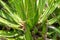 Thread Agave, Agave filifera,, also commonly known as Thread-leaf Agave or Hairy Agave