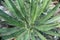 Thread Agave Plant