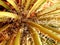 Thread Leaf Agave Desert Plant